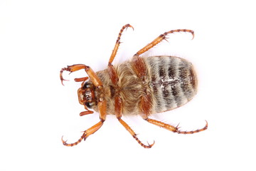 Amphimallon solstitialis isolated