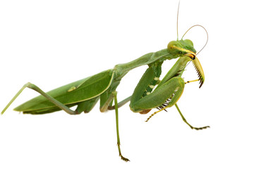 Green mantis isolated on white background