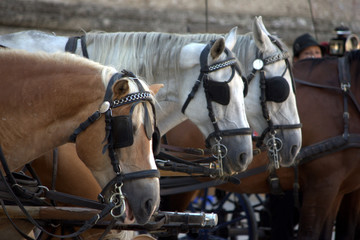 cavalli con paraocchi © Lifeinapixel