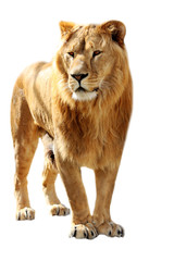 Obraz na płótnie Canvas Lion stands