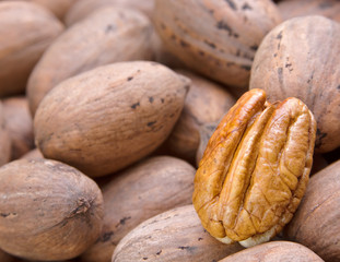 Freshly picked pecans, shallow DOF on single shelled one