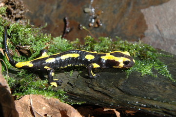 Feuersalamander3