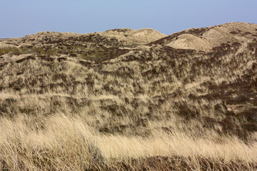 Dünenlandschaft auf Sylt bei Wenningstadt