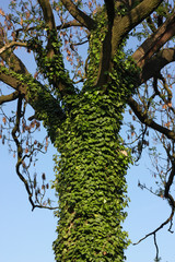 Baumstamm (Esche) mit Efeu (Hedera helix, Common Ivy).