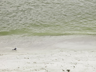 Seagull walking on the beach 17