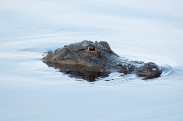 American alligator