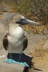 A bird of the Galapagos : the blue footed Booby