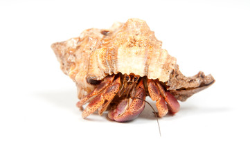 Hermit crab on white background