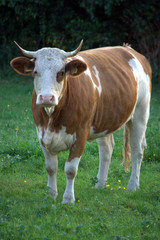 mucca sul prato verde