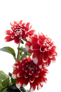 メキシコの国花 Images Browse 6 Stock Photos Vectors And Video Adobe Stock