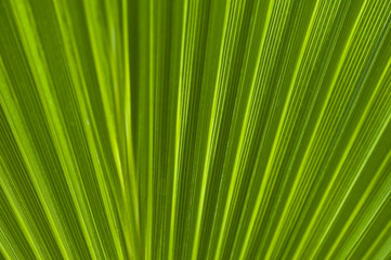 Macro of a leaf