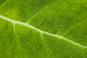 Macro of a leaf
