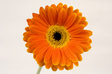 Orange flower on white background.