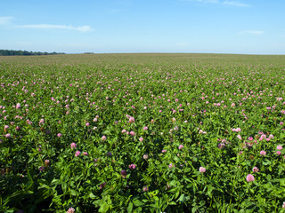 Flowers field at nice summer day