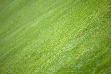 golf grass