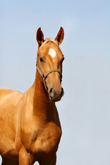 Obraz premium palomino stallion