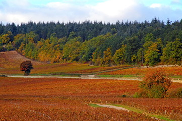Fototapeta premium Vignes et automne.
