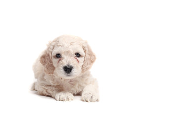 small puppie over a white background
