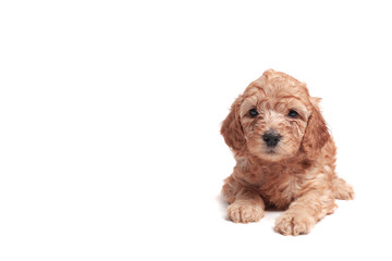 small puppie over a white background