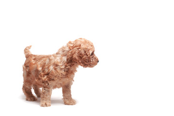 small puppie over a white background