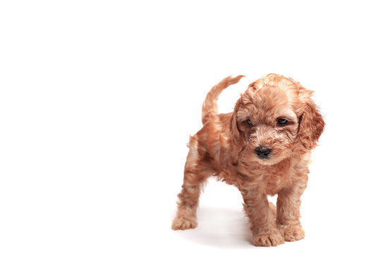 small puppie over a white background
