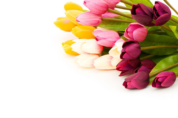 Many tulips isolated on the white background