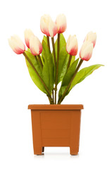 Colourful tulips isolated on the white background