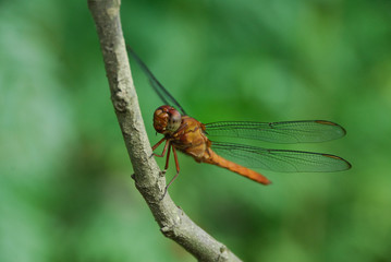 Libellula