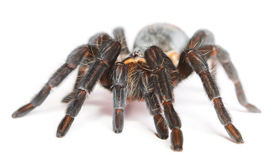 Spider isolated on white background.
