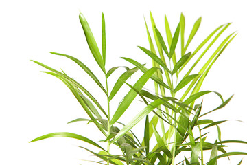 Plant isolated on white background.