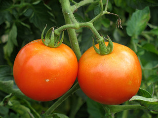 Tomato