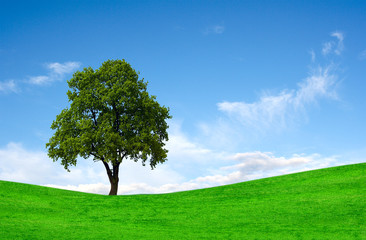 Perfect lone green tree against blue sky