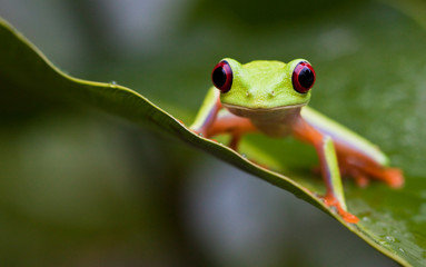 red-eyed tree frog on leaf