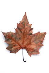 Maple leaf in Autumn