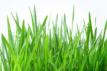 Fototapeta na wymiar Zielona trawa na białym tle