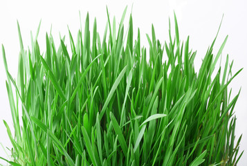 Green grass on a white background