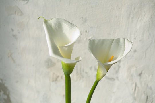 Blumen, Calla ( Zantedeschien )