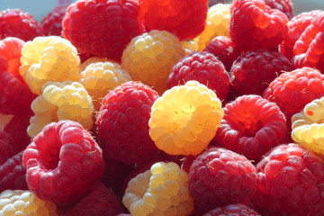 Raspberries (rubus idaeus).