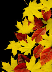 Autumn leaf background. Black.