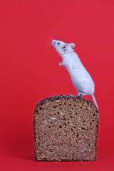 Maus auf Brot