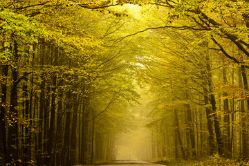 Fototapeta na wymiar Centered tajemniczą drogę w lesie jesienią.