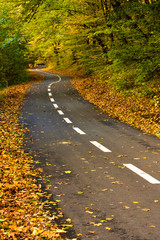 Forest path for cyclists in autumn