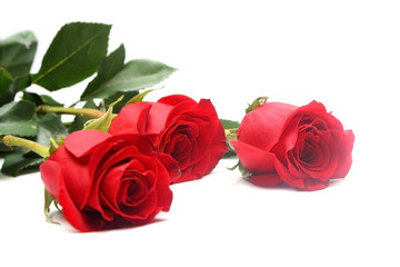 Red roses isolated