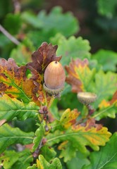 Acorn 1