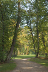 Obraz premium Autumn Forest with Trail