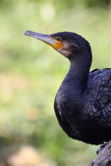 Kormoran
