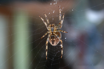 spider in web