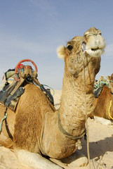 Camel resting in the Sahara desert sand