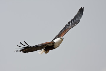 Seeadler Wildlife I