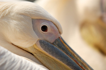 Pelican
